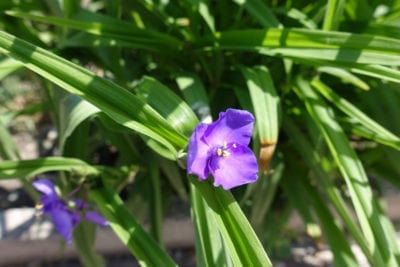 紫露草属1