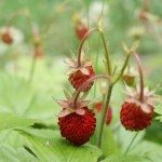 野生草莓1