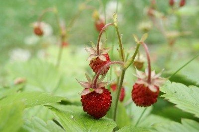 野草莓1