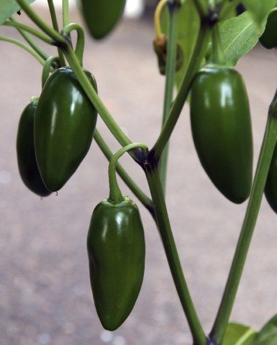 墨西哥胡椒植物
