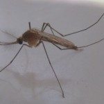 蚊子的昆虫