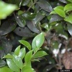 油茶花叶子上的煤烟霉菌