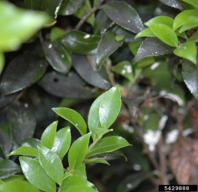 油茶花叶子上的煤烟霉菌