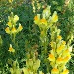 Toadflax.