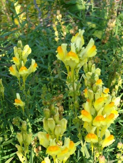 Toadflax.