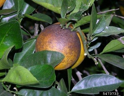 柑橘锈螨危害1