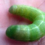绿色fruitworm