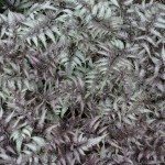 日本彩绘蕨类植物