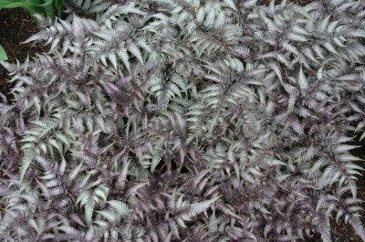 日本彩绘蕨类植物