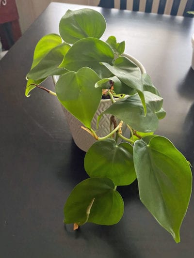 Philodendron1.