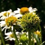aster yellows1