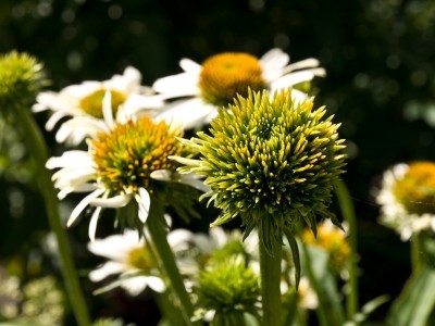 Aster Yellows1.