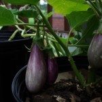 eggplants1