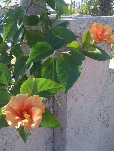 hibiscus1