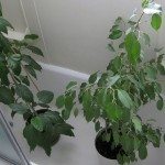室内植物shower1