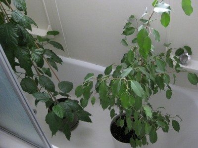 室内植物淋浴1