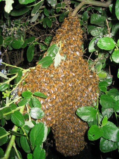 蜜蜂swarm1