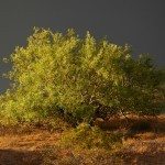 mesquite tree1.