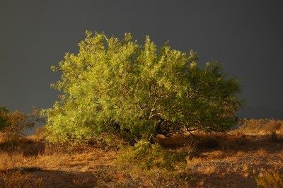豆科灌木tree1