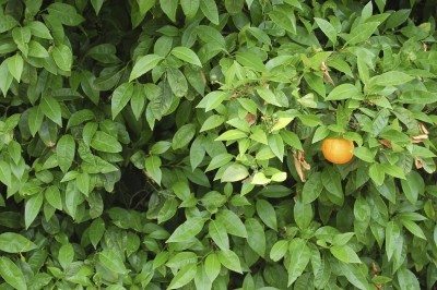橙树2.