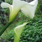 马蹄莲lily1
