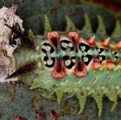 杯蛾caterpillar1