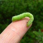 尺蠖caterpillar1
