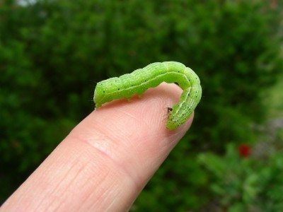 Looper Caterpillar1.