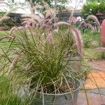 紫泉grass1