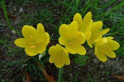 sternbergia冬天daffodil1