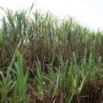 sugarcane1
