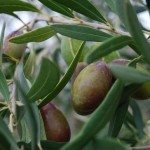 橄榄树fruit1