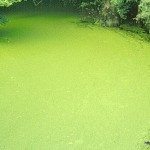 池塘algae1