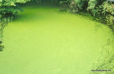池塘algae1