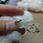 棉籽1
