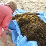 收获seaweed1