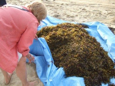 收获seaweed1