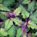 紫色激情植物1