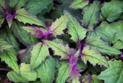 紫色的激情plant1