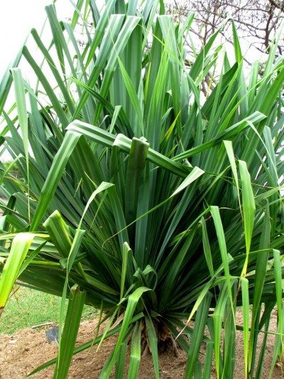 螺丝松plant1