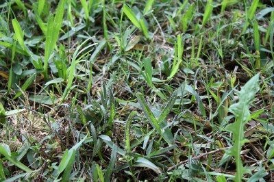 粘液霉菌草坪