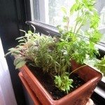 窗台herbs1