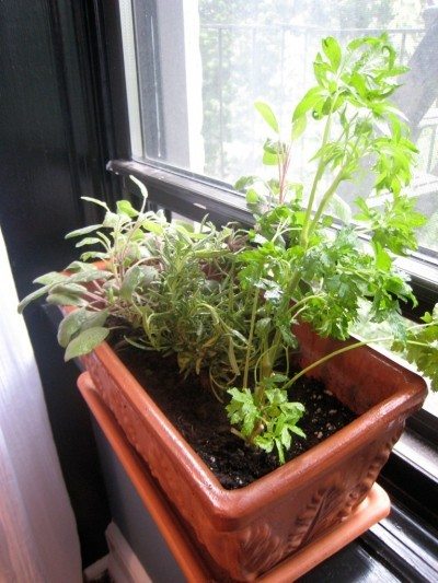 窗台herbs1