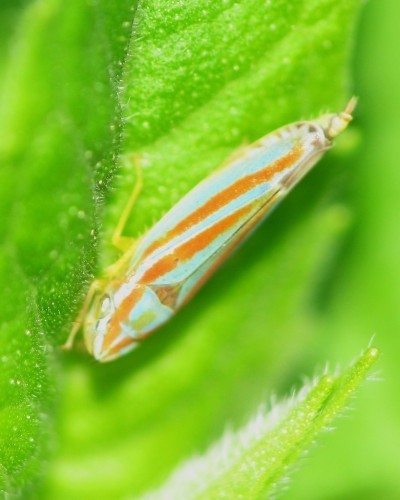 leafhopper1