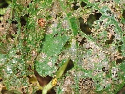 墨西哥豆甲虫