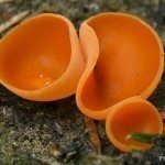 橙皮真菌