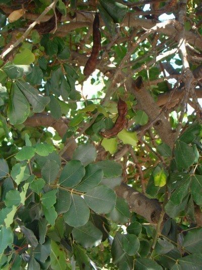 角豆树