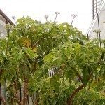 驱虫苋菠菜树