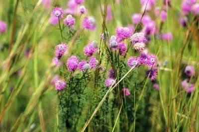 紫色的草原三叶草