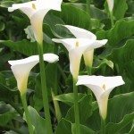 马蹄莲lily1